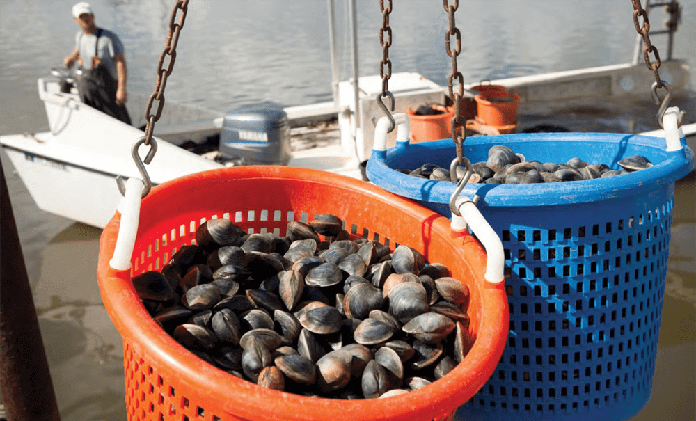 Nature Coast clams